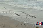 80-Ft. Object Discovered by Beachgoers in Florida Prompts Investigation: ‘It Is a Mystery’
