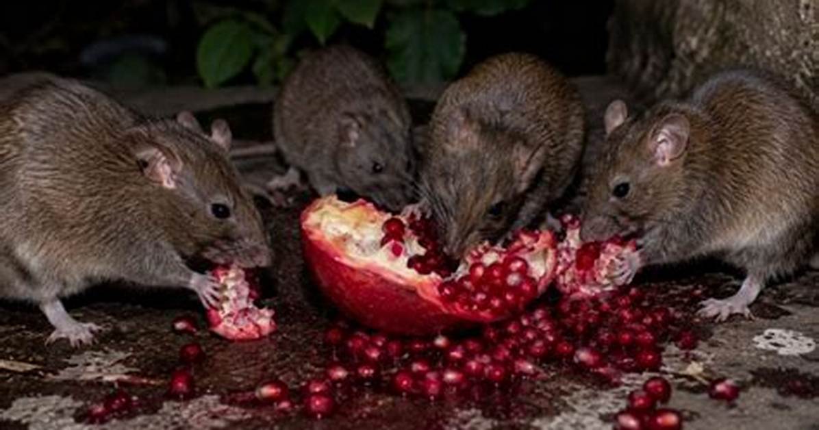 Can Rats Have Pomegranate Seeds