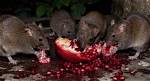 Can Rats Have Pomegranate Seeds