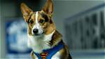 Gatsby the Corgi