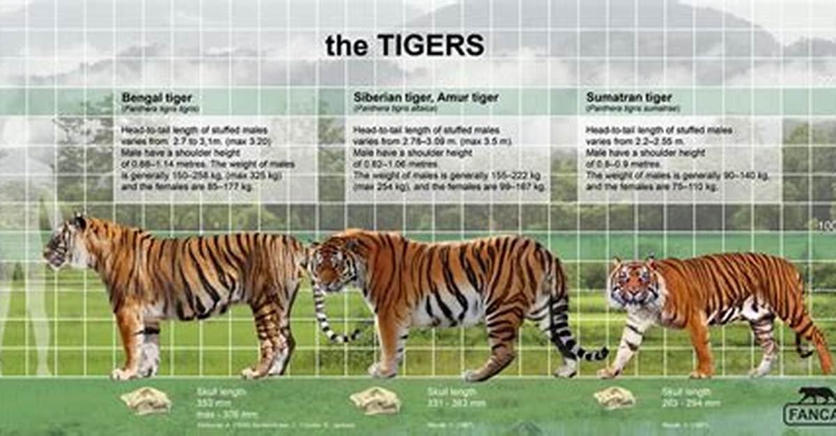 How Much Does a Bengal Tiger Weigh