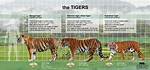 How Much Does a Bengal Tiger Weigh