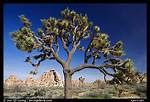 How Old Is the Joshua Tree