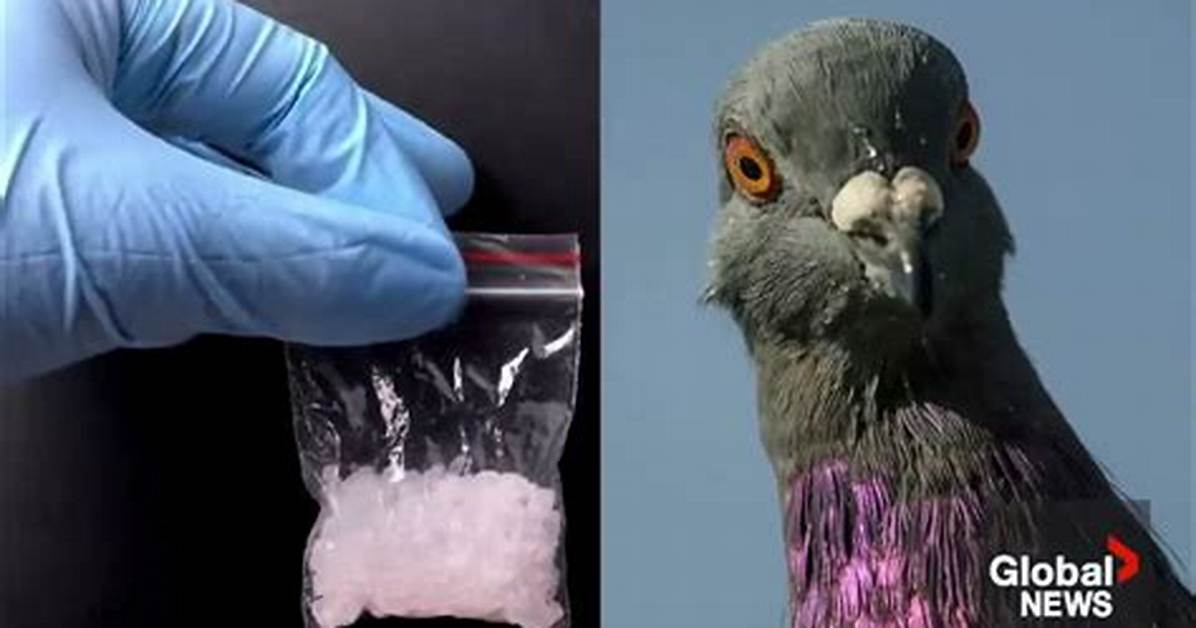 Pigeon Busted Wearing ‘Drug Smuggling’ Backpack at Another Prison