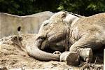 Villagers in India Find ‘Drunk’ Elephants Asleep After They Allegedly Drank Alcohol